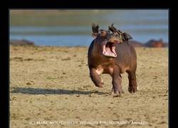 Enlace a ¡AAAHHHH!