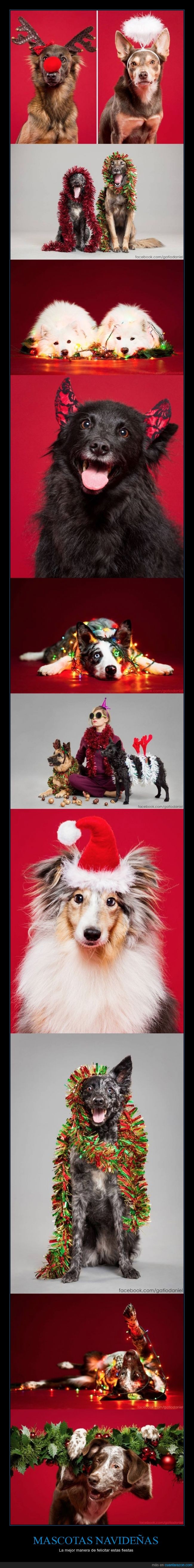 perro,gato,mascota,disfraz,navidad,navideño