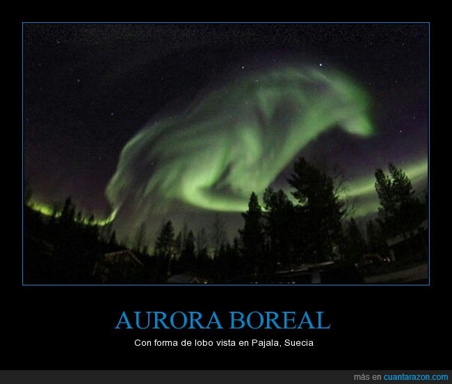 lobo,aurora boreal,cielo,Suecia,Pajala