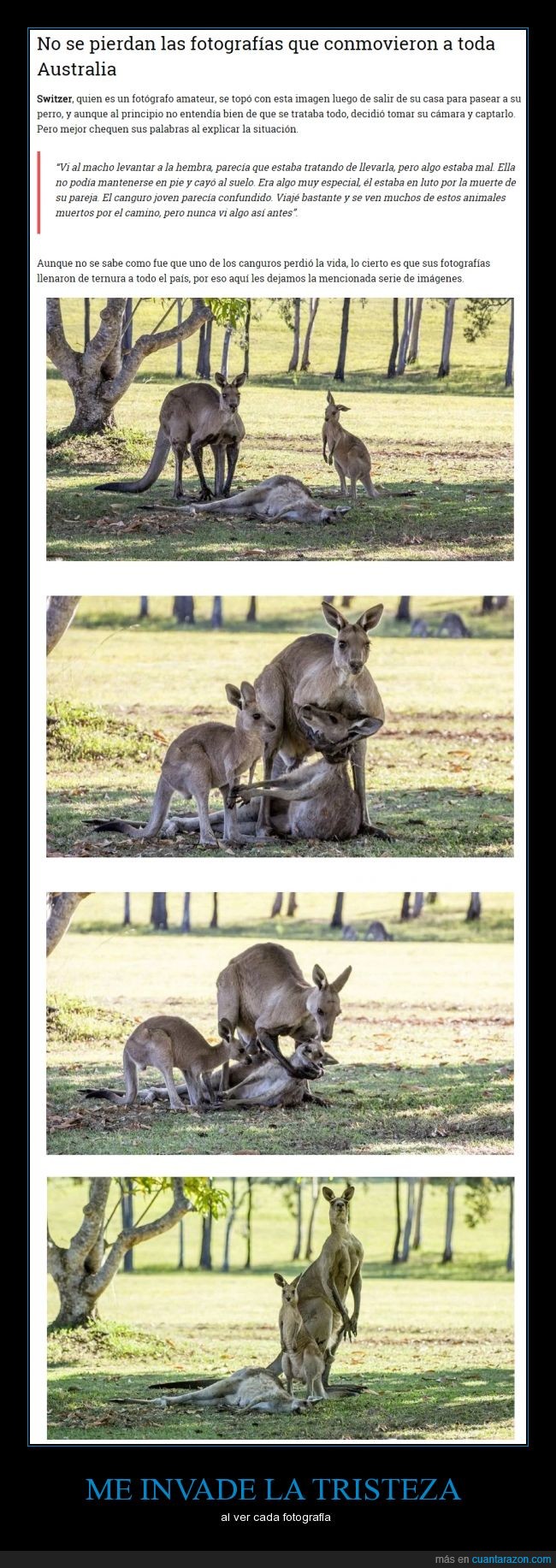 fotografía,Australia Canguros,Evan Switzer
