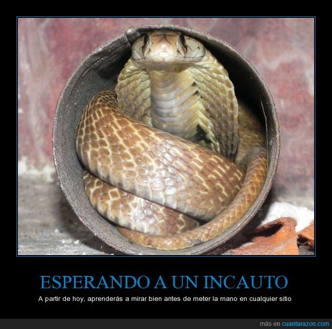 cobra,serpiente,peligro,sorpresa,incauto,curioso,miedo