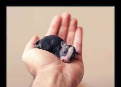 Enlace a Ohhhh qué mono y qué tierno...