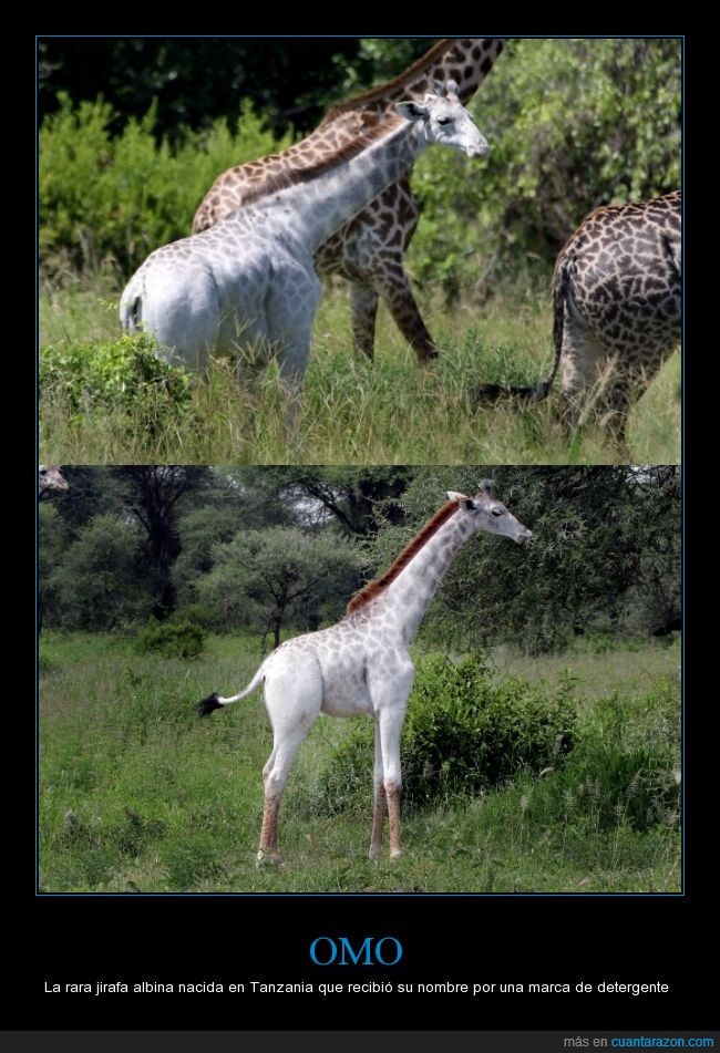 omo,jirafa,blanca,albina,Tanzania,color,blanco