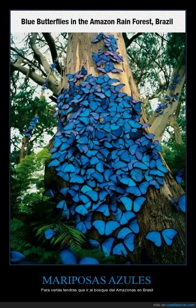 mariposas,azules,amazonas,bosque,Brasil
