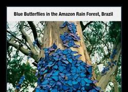 Enlace a MARIPOSAS AZULES