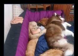 Enlace a La manta perfecta... ¡La perro-manta!