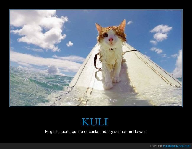 gato,surf,Hawaii,animales,Kuli,surfista,nadar