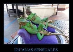 Enlace a Iguanas sensuales, el motivo de mi soltería :(