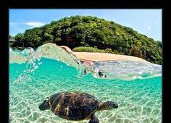 Enlace a TORTUGA MARINA