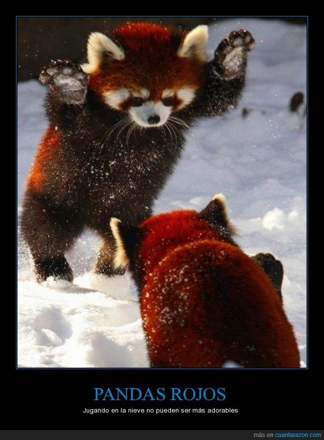 panda rojo,nieve,jugar,dos,adorables