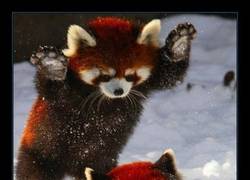 Enlace a Los pandas rojos son tan... tan... 