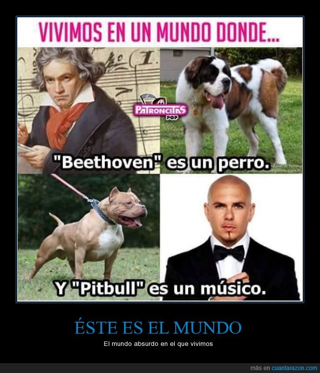 Beethoven,mentira,músico,perro,Pitbull