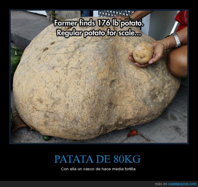 176,80,gigante,kg,kilo,libras,no es una piedra,ochenta,papa,patata,pintxo,tortilla,vasco