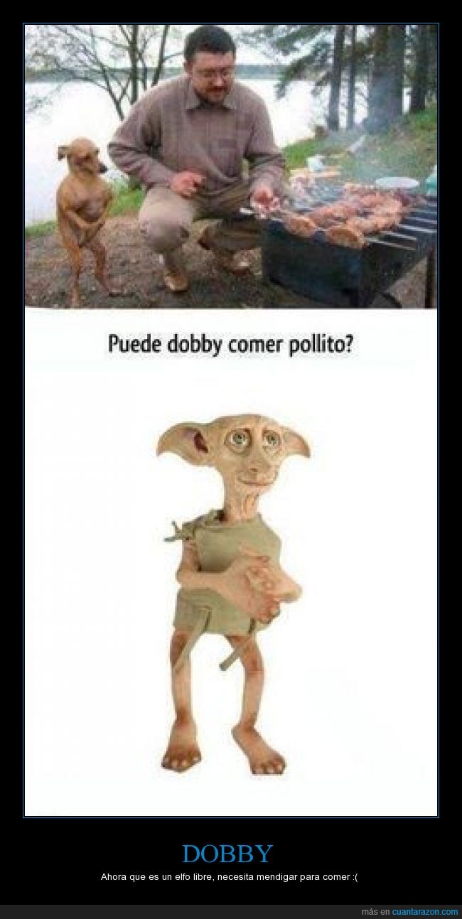 chihuahua,perro,barbacoa,Dobby,Harry Potter,elfo doméstico,libre,pollo