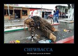 Enlace a Pobre Chewbacca