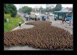 Enlace a Saliendo a pasear al pato