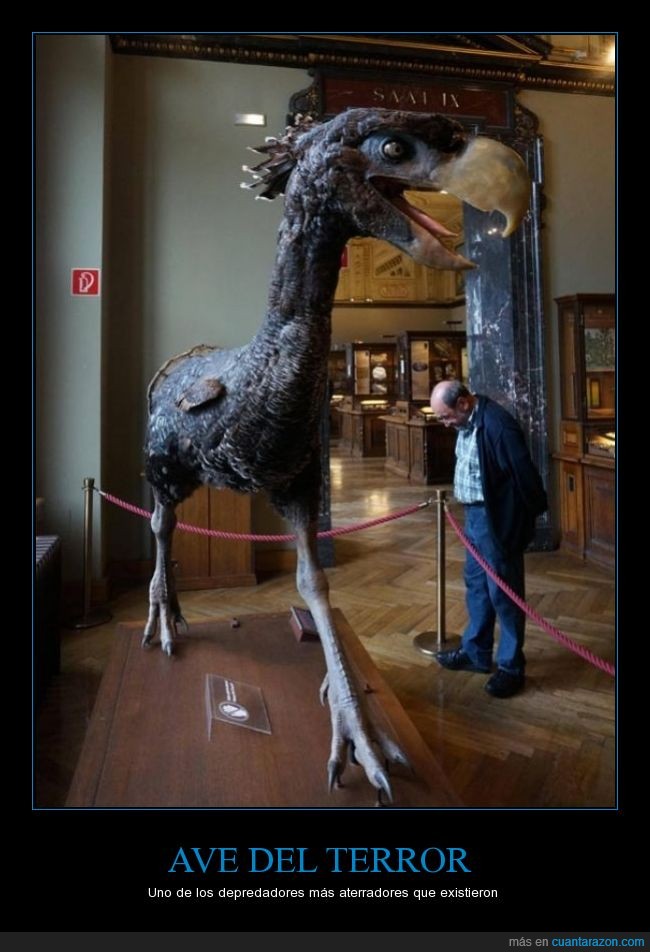 ave,terror,antiguo,raro,amenazante,aterrador,museo,Phorusrhacidae,dinosaurio
