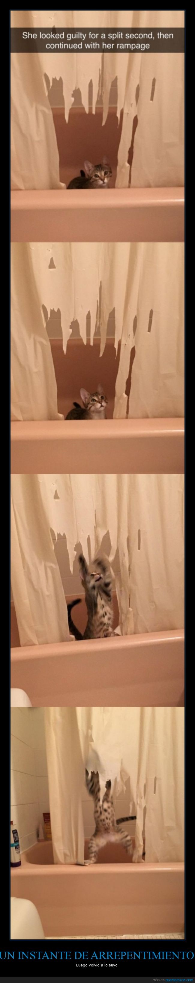 gato,romper,destrozar,cortina,baño,bañera
