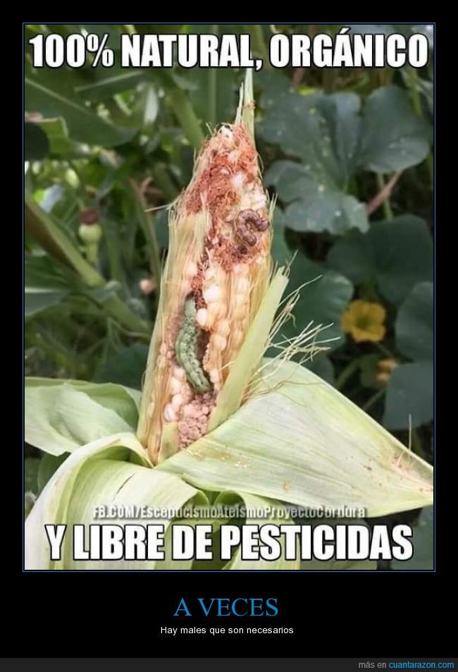 asco,gusanos,maíz,Mazorca,organico,pesticida,plaga
