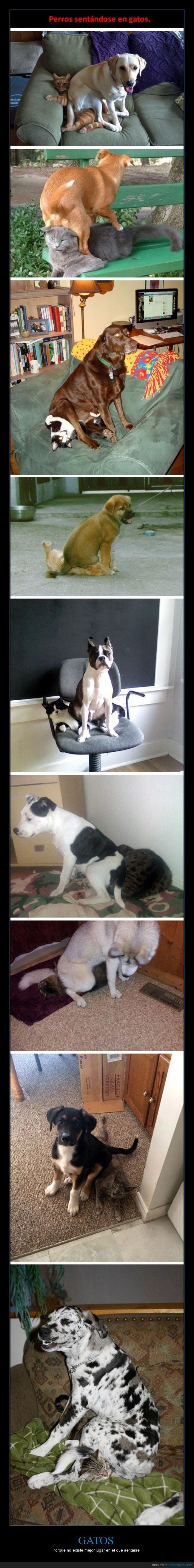 gatos,gato,perro,silla,sentar,genial,cojín,encima