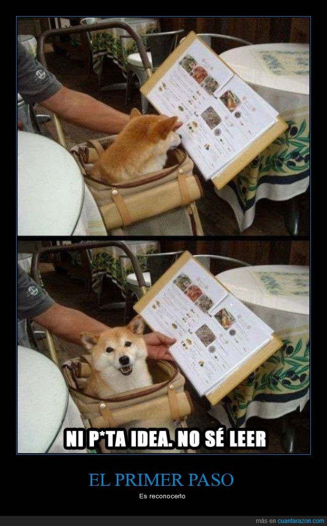 perro,akita,shiba,leer,mirar,carta,restaurante