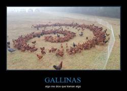 Enlace a Y por cosas como ésta me dan miedo las gallinas