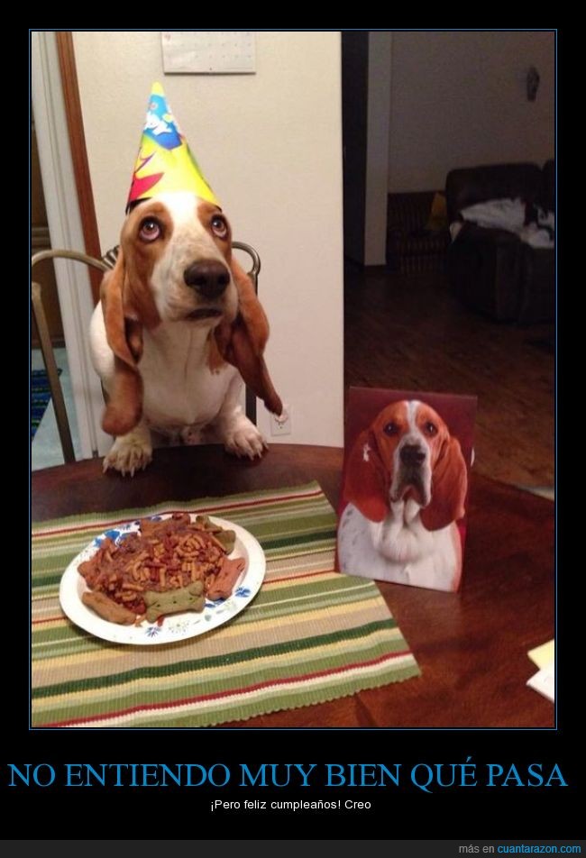 perro,cumpleaños,foto,padre?,comida,gorro,pastel,hueso