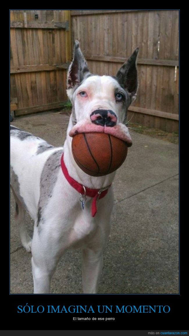 balón,pelota,Gran Danés,perro,basket,baloncesto,tamaño