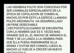 Enlace a Las hembras de pulpo son las más hembristas, ¿por qué?