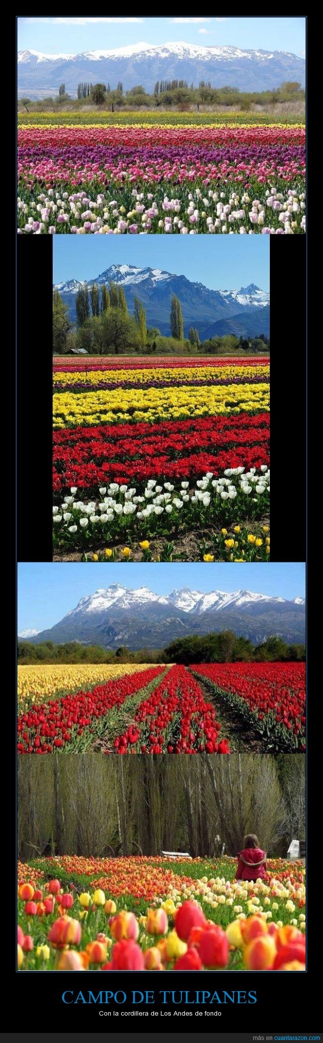 Trevelin,Chubut,Argentina,tulipanes