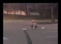 Enlace a FAST AND FURIOUS