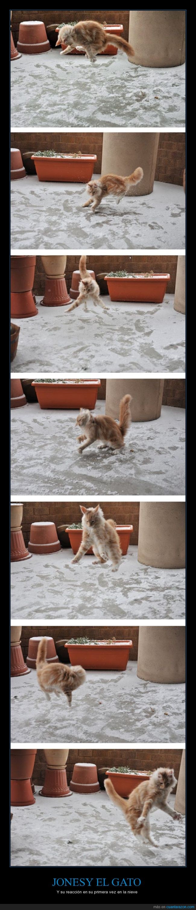 gato,nieve,saltar,genial,jonesy,frio