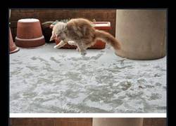 Enlace a Atencion a las reacciones de este gato en la nieve