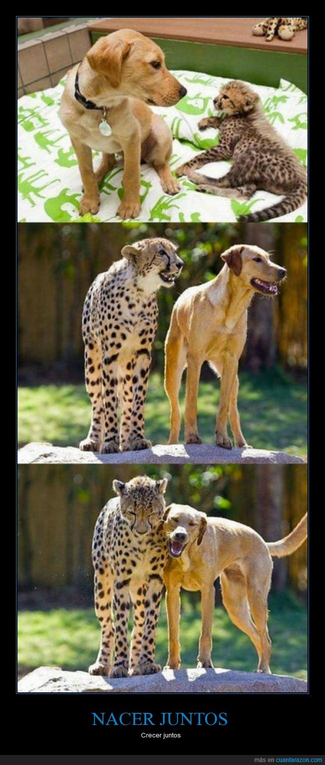 guepardo,amigos,perro,felino