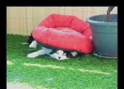Enlace a ¿Por qué creéis que estos gatos nos hacen esto?