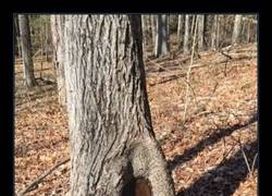 Enlace a En esta casa vive alguien que es siete veces más fuerte que tú, muy veloz...