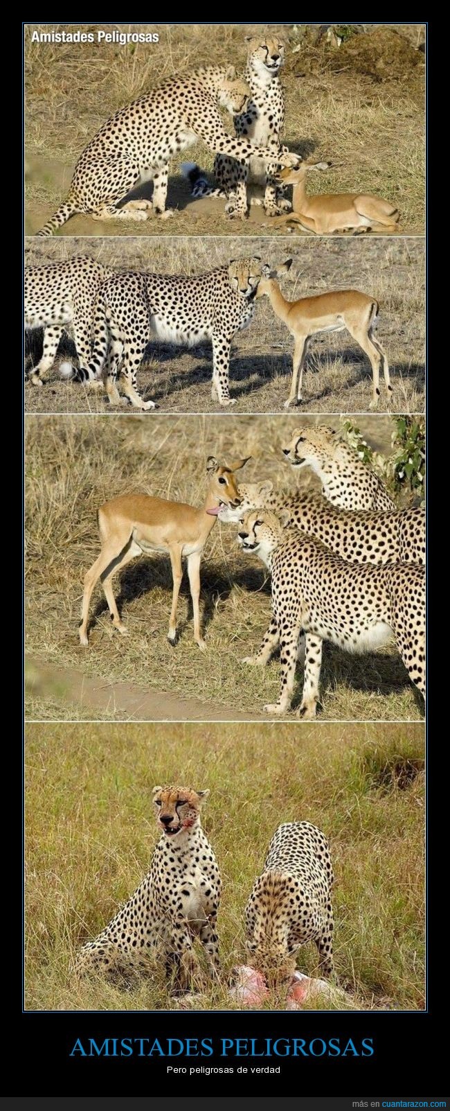 amistad,peligrosa,leopardo,guepardo,gacela,jugar,comer,comida
