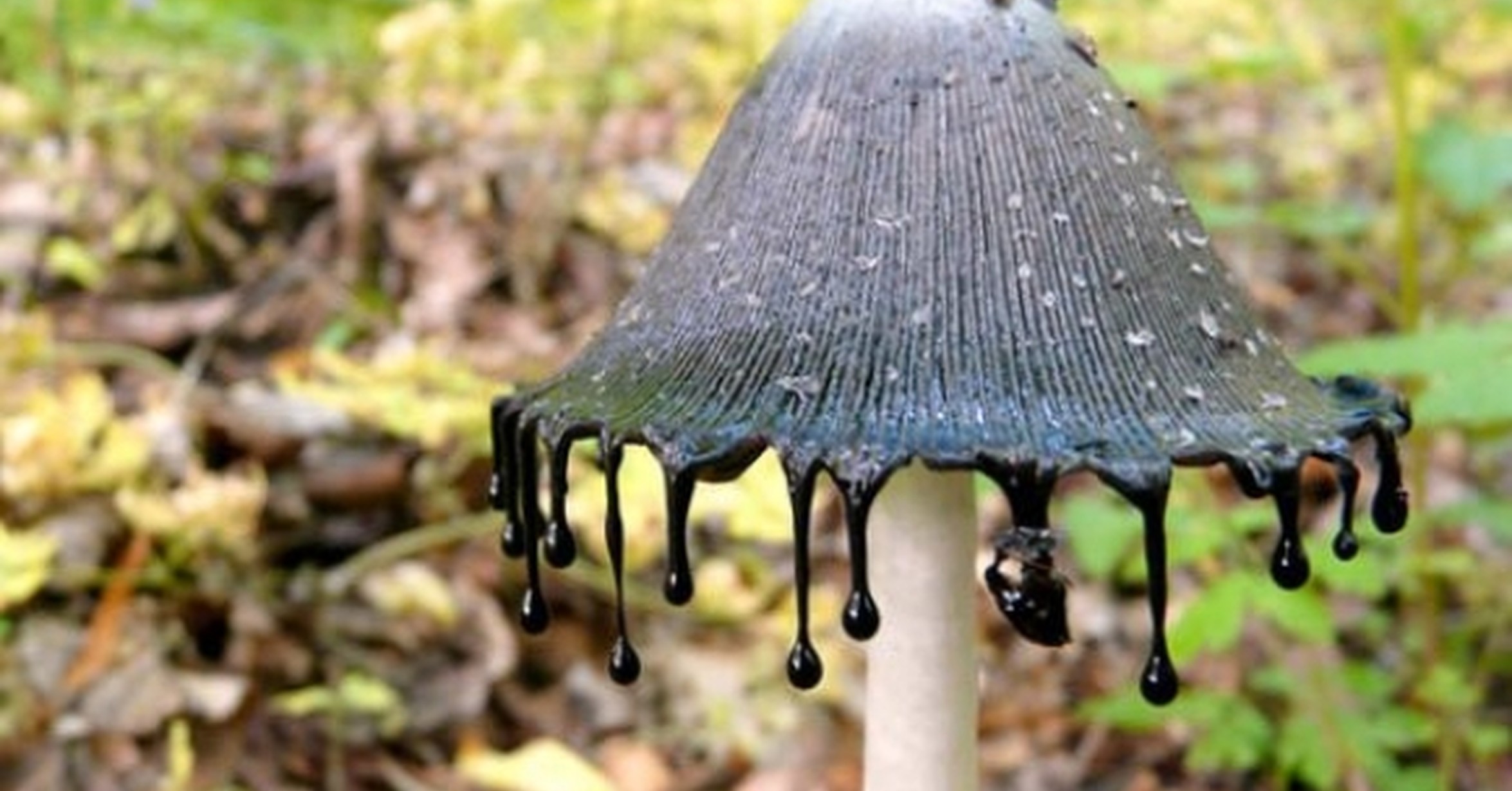 страшные грибы фото