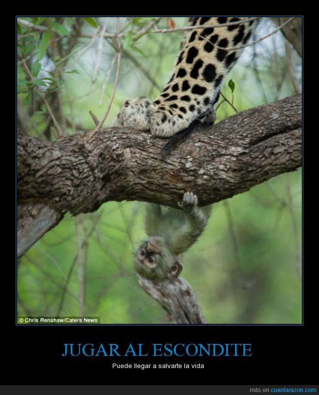 leopardo,felino,mamífero,mono,rama,no respires