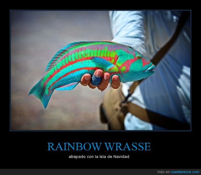 Rainbow Wrasse,pez,colores,arcoiris
