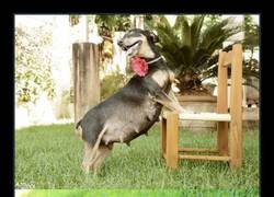 Enlace a ¡Felicidades a la radiante madre! (¿Por qué hasta los perros son más fotogénicos que yo?)