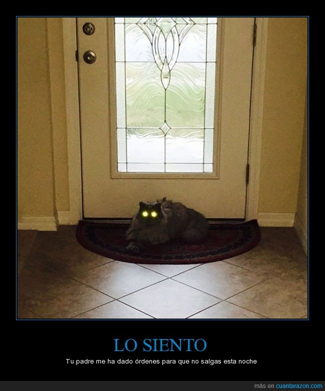 gato,ojos,raro,wtf,puerta,aterrador