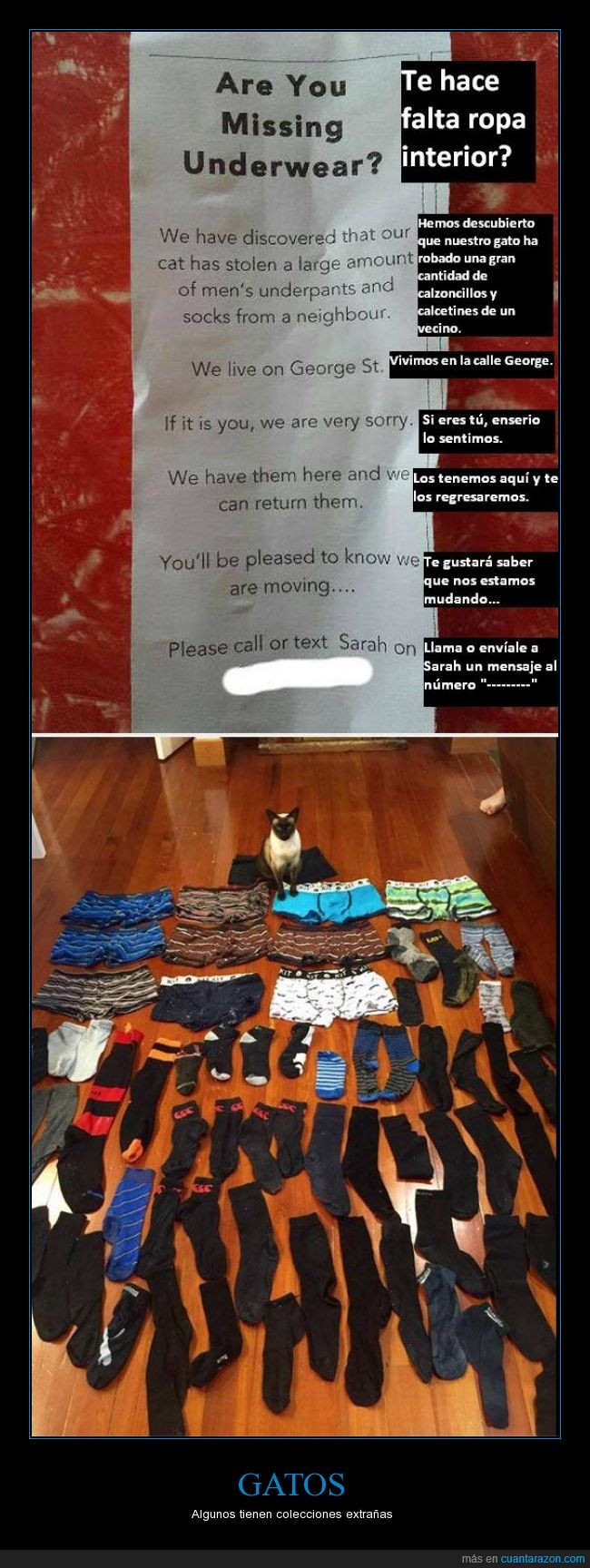 gato,extraño,collecionar,calcetines,calzoncillos,genial,ropa interior,robar,ladron,mudar
