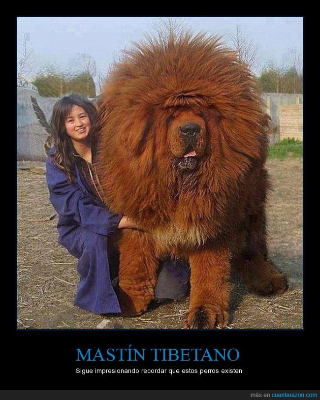perro,grande,mastin tibetano,tibet,asia,parece un león