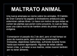 Enlace a El Gran Canaria se están cargando a miles de cabras... Básicamente PORQUE SÍ