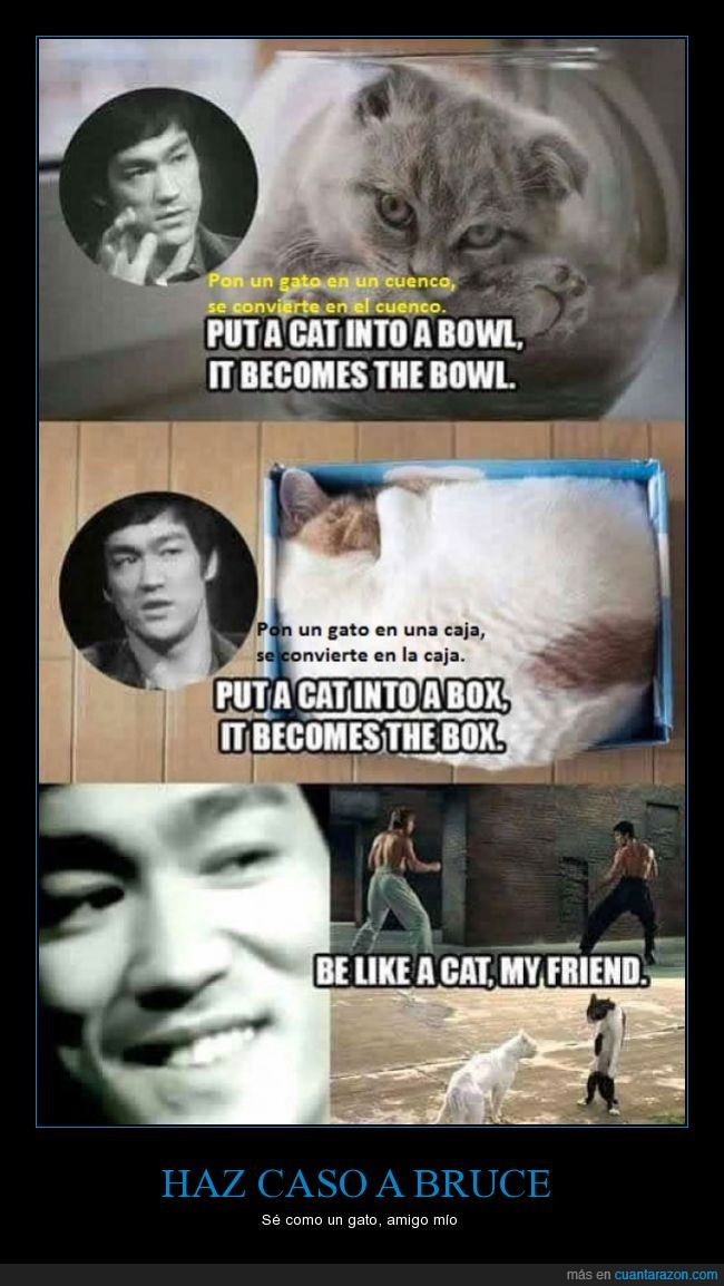 Gato,Bruce Lee,water,esbuenaparalasalud,agua,caja