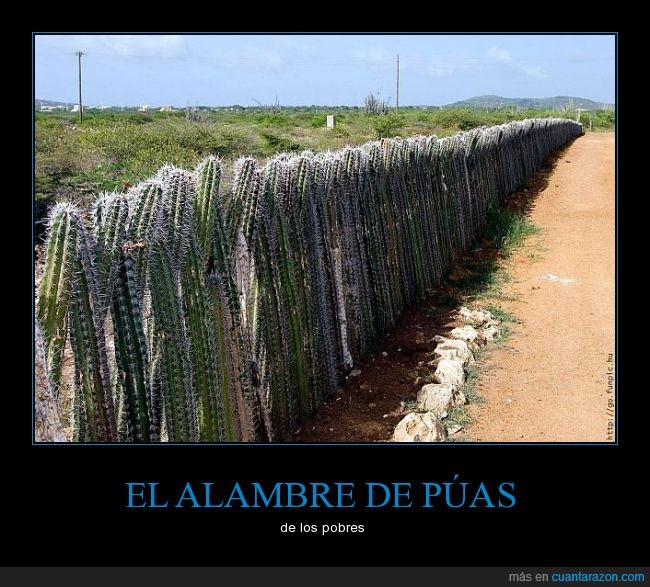 cactus,cerca,pinchos,valla,alambre,puas,espino,pared