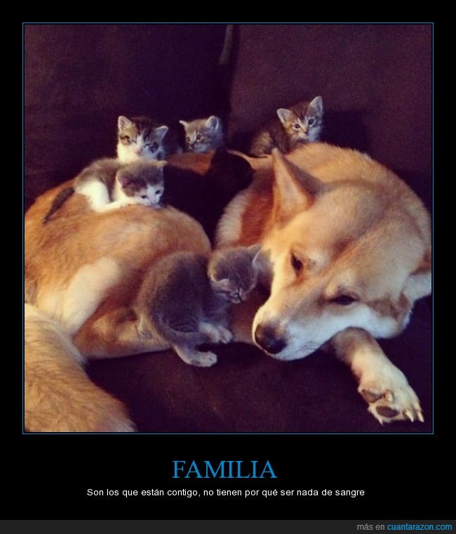 familia,perro,gato,cuidar,madre