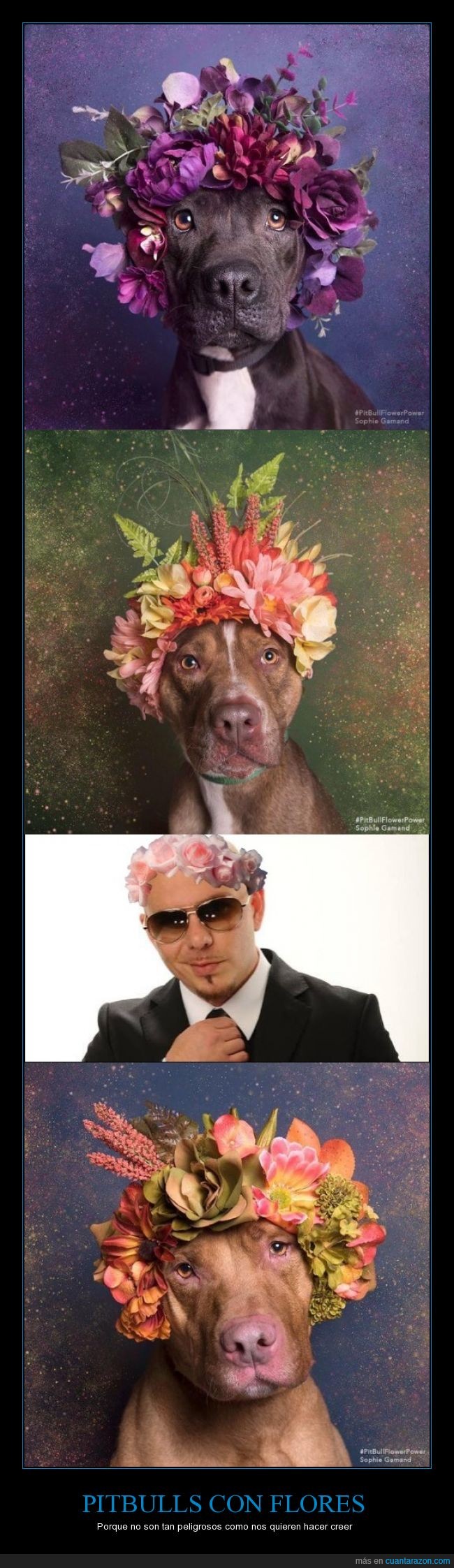 pitbull,perro,cantante,flores,corona