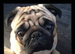 Enlace a Este perro tiene que llamarse Bruce como mínimo